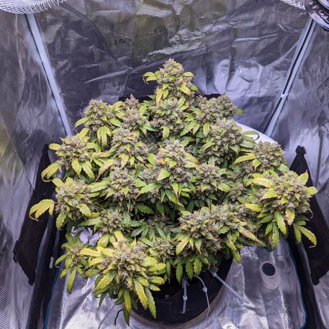 Fast Buds Zkittlez growlog timeline photo