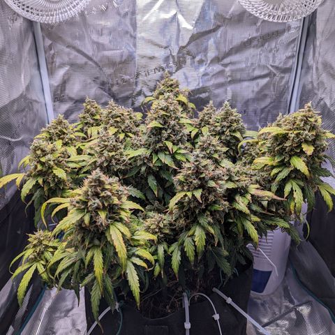 Fast Buds Zkittlez growlog timeline photo