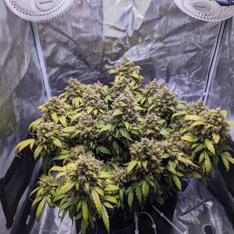 Fast Buds Zkittlez growlog timeline photo