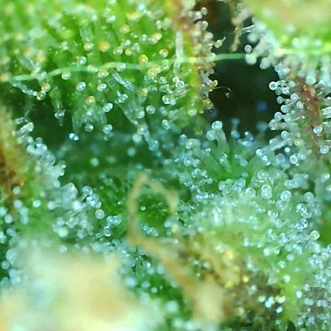 Fast Buds Zkittlez growlog timeline photo