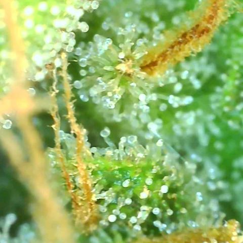 Fast Buds Zkittlez growlog timeline photo