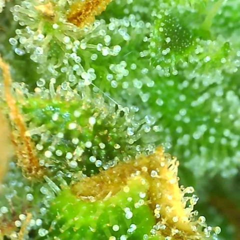 Fast Buds Zkittlez growlog timeline photo