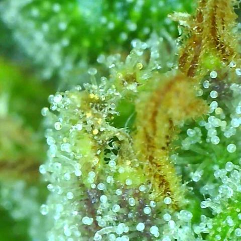 Fast Buds Zkittlez growlog timeline photo