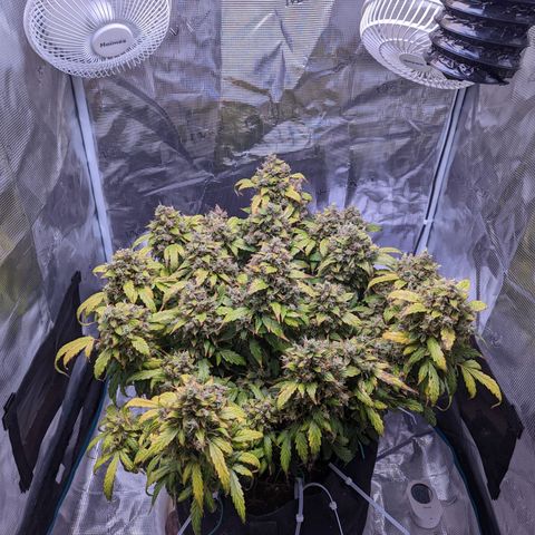 Fast Buds Zkittlez growlog timeline photo