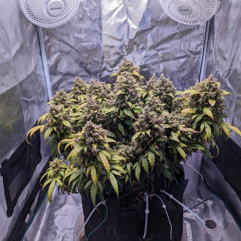 Fast Buds Zkittlez growlog timeline photo