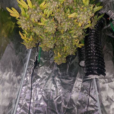 Fast Buds Zkittlez growlog timeline photo