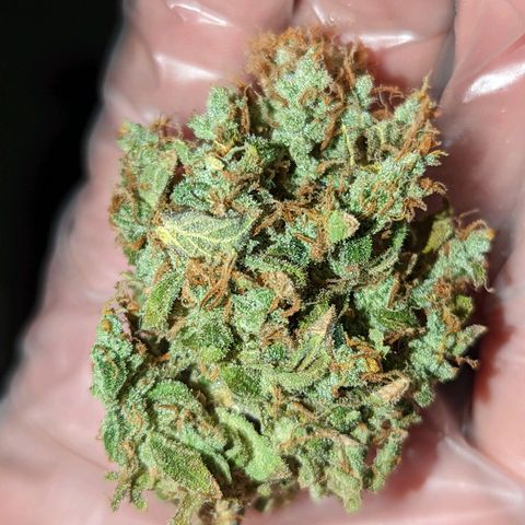 Fast Buds Zkittlez growlog timeline photo