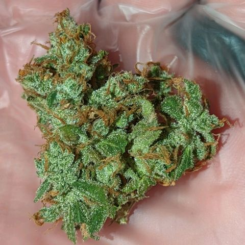 Fast Buds Zkittlez growlog timeline photo