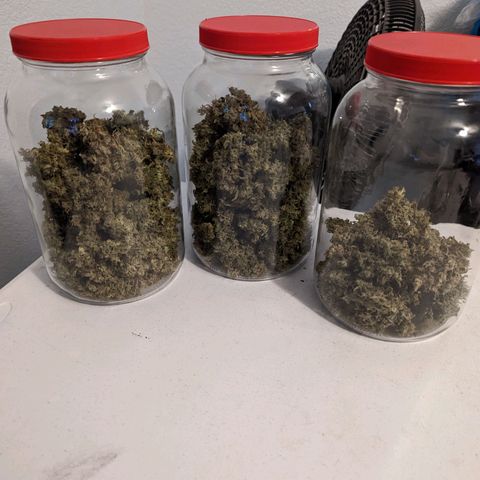 Fast Buds Zkittlez growlog timeline photo