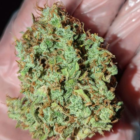 Fast Buds Zkittlez growlog timeline photo