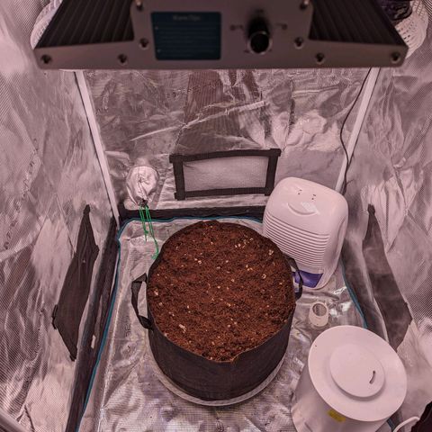 Tastebudz Forbidden Fruitz growlog timeline photo