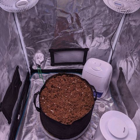 Tastebudz Forbidden Fruitz growlog timeline photo