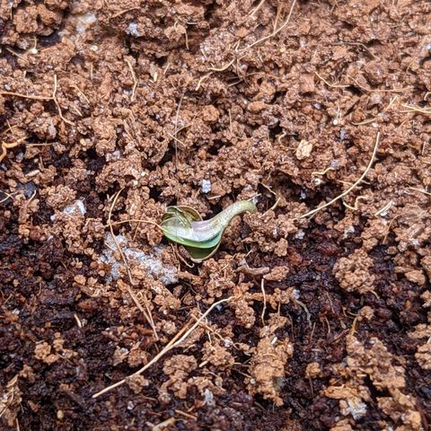 Tastebudz Forbidden Fruitz growlog timeline photo