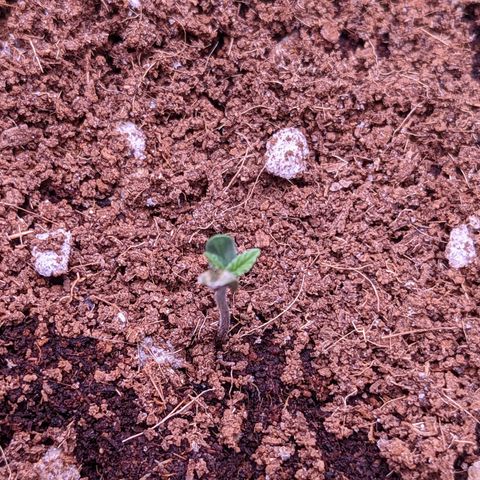 Tastebudz Forbidden Fruitz growlog timeline photo