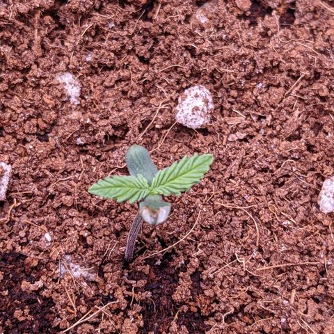 Tastebudz Forbidden Fruitz growlog timeline photo