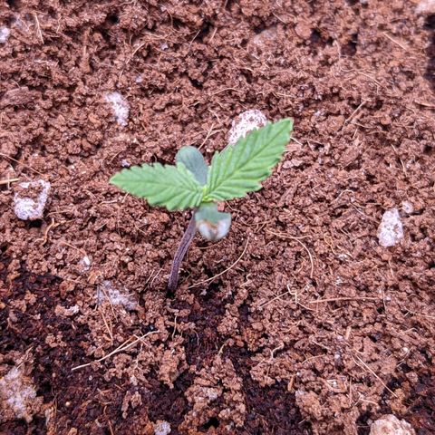 Tastebudz Forbidden Fruitz growlog timeline photo