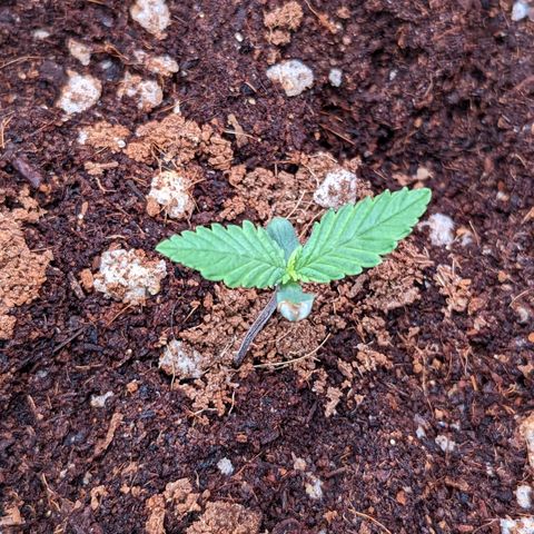 Tastebudz Forbidden Fruitz growlog timeline photo