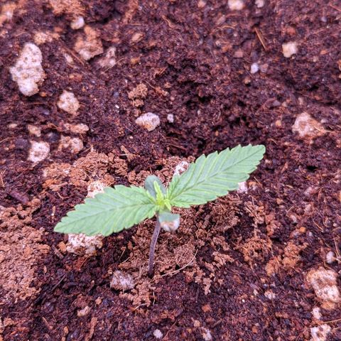 Tastebudz Forbidden Fruitz growlog timeline photo