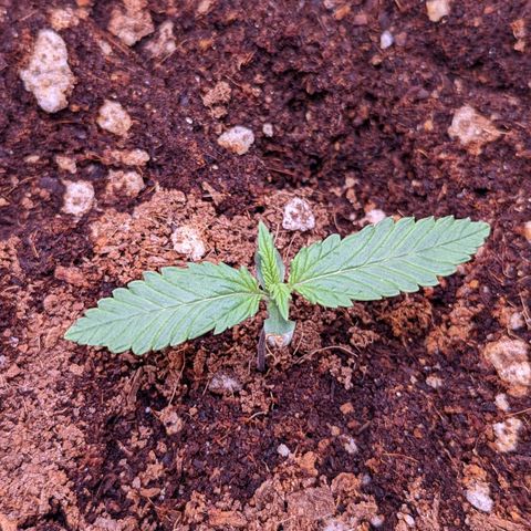 Tastebudz Forbidden Fruitz growlog timeline photo