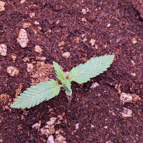 Tastebudz Forbidden Fruitz growlog timeline photo