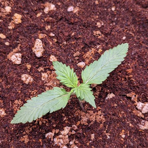 Tastebudz Forbidden Fruitz growlog timeline photo