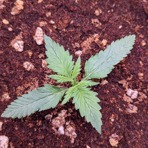 Tastebudz Forbidden Fruitz growlog timeline photo