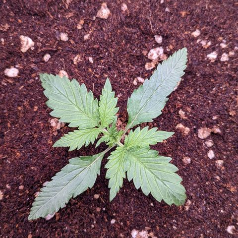 Tastebudz Forbidden Fruitz growlog timeline photo