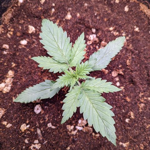 Tastebudz Forbidden Fruitz growlog timeline photo