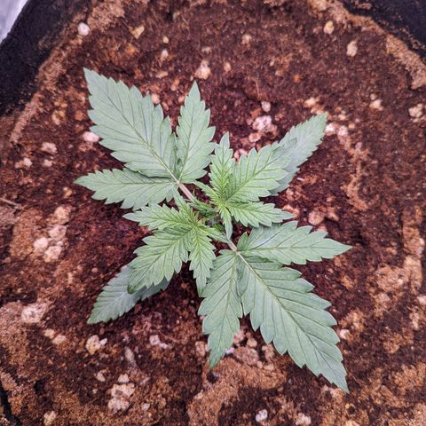Tastebudz Forbidden Fruitz growlog timeline photo