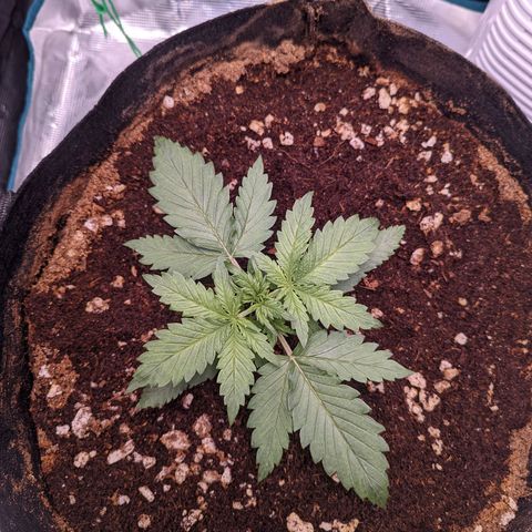 Tastebudz Forbidden Fruitz growlog timeline photo