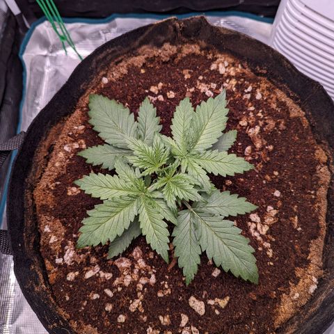 Tastebudz Forbidden Fruitz growlog timeline photo