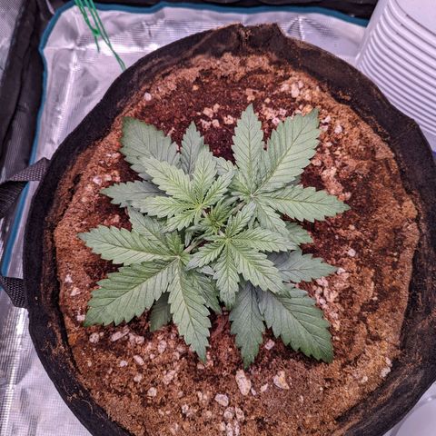 Tastebudz Forbidden Fruitz growlog timeline photo