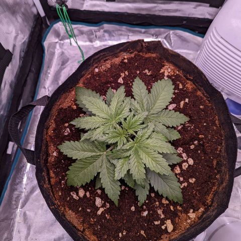 Tastebudz Forbidden Fruitz growlog timeline photo