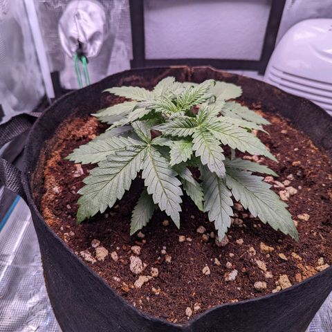 Tastebudz Forbidden Fruitz growlog timeline photo