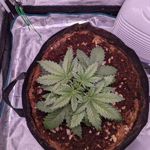 Tastebudz Forbidden Fruitz growlog timeline photo