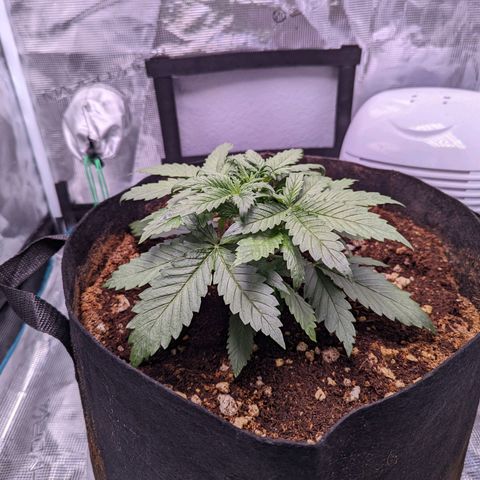 Tastebudz Forbidden Fruitz growlog timeline photo
