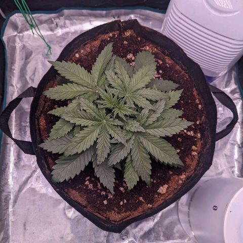 Tastebudz Forbidden Fruitz growlog timeline photo