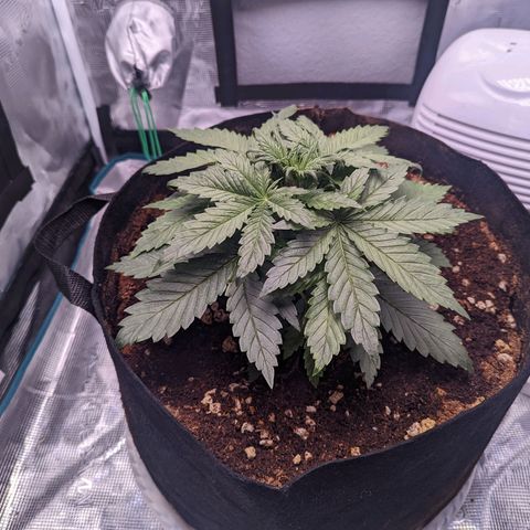 Tastebudz Forbidden Fruitz growlog timeline photo