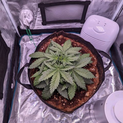 Tastebudz Forbidden Fruitz growlog timeline photo