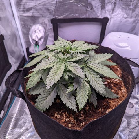 Tastebudz Forbidden Fruitz growlog timeline photo