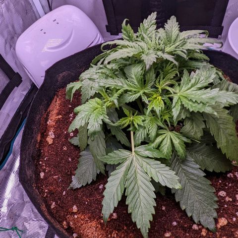 Tastebudz Forbidden Fruitz growlog timeline photo