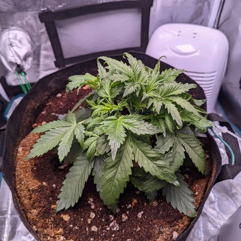Tastebudz Forbidden Fruitz growlog timeline photo