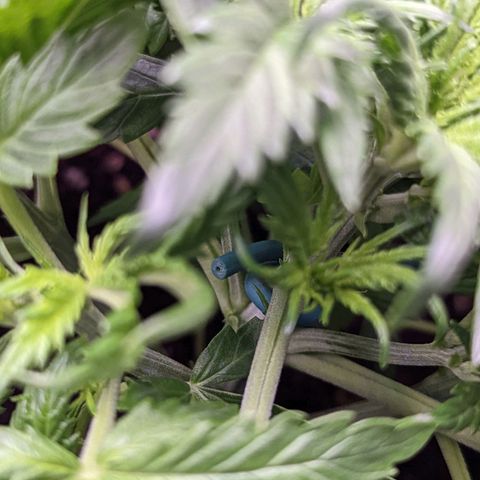 Tastebudz Forbidden Fruitz growlog timeline photo
