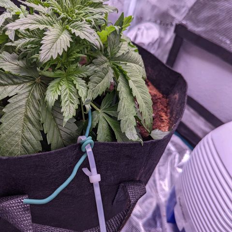 Tastebudz Forbidden Fruitz growlog timeline photo
