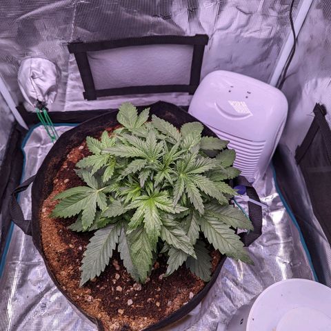 Tastebudz Forbidden Fruitz growlog timeline photo