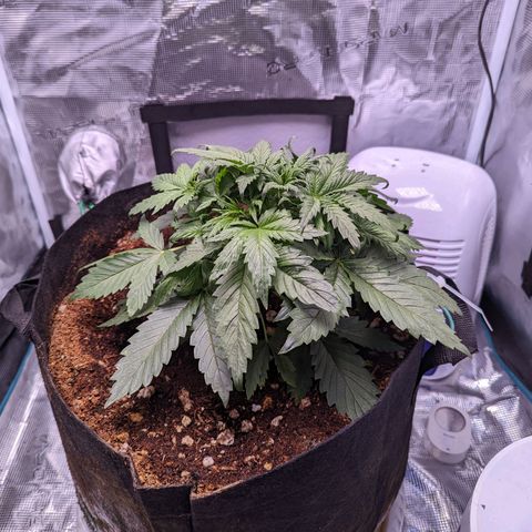 Tastebudz Forbidden Fruitz growlog timeline photo