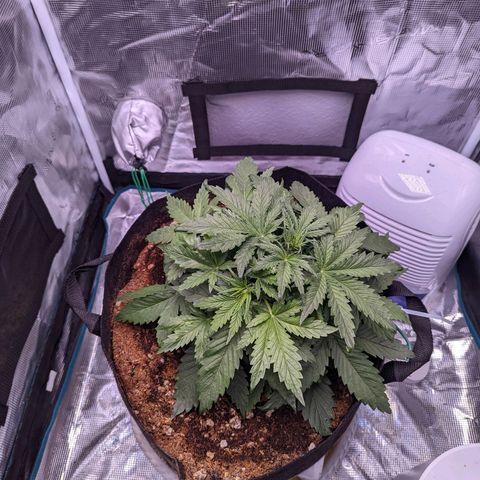 Tastebudz Forbidden Fruitz growlog timeline photo