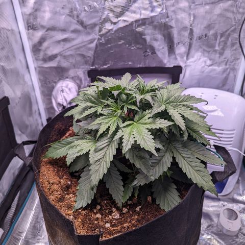 Tastebudz Forbidden Fruitz growlog timeline photo