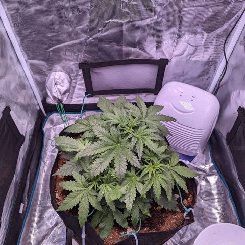 Tastebudz Forbidden Fruitz growlog timeline photo
