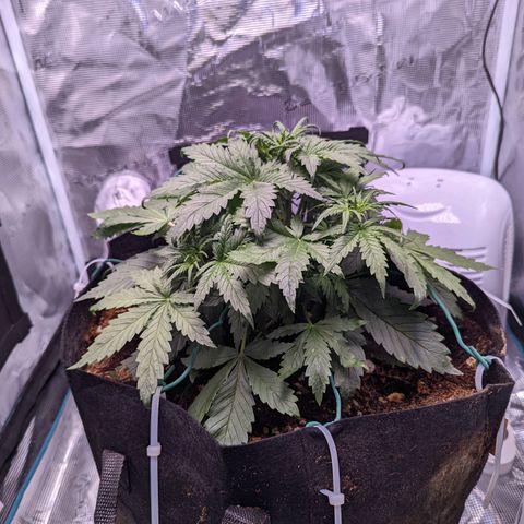 Tastebudz Forbidden Fruitz growlog timeline photo